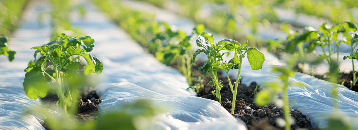 Agricultural Packaging